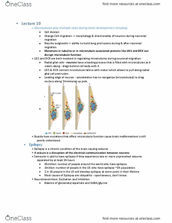 BIPN 150 Lecture Notes - Lecture 9: Independent Community And Health Concern, Cytoskeleton, Cell Division thumbnail