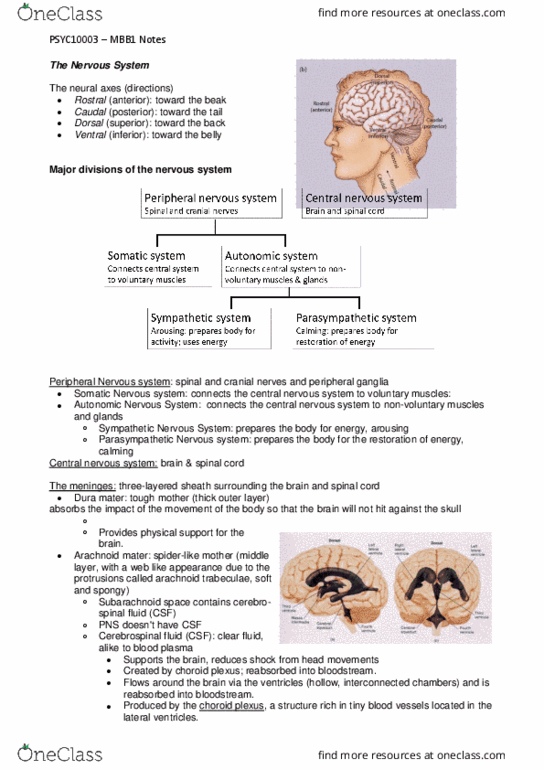 PSYC10003 Lecture Notes - Lecture 4: Myelencephalon, Abdominal Cavity, Tonotopy thumbnail