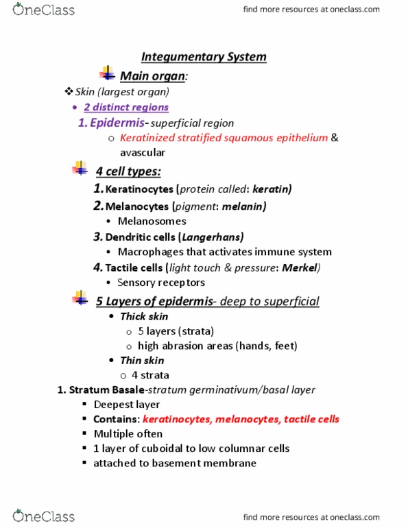 BIOL 222 Lecture Notes - Lecture 5: Dihydrotestosterone, Subcutaneous Tissue, Stratum Basale thumbnail