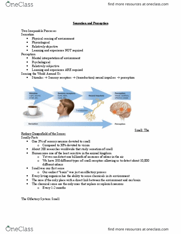 PSYCH101 Lecture Notes - Lecture 1: Rodney Dangerfield, Human Nose, Sensory Neuron thumbnail