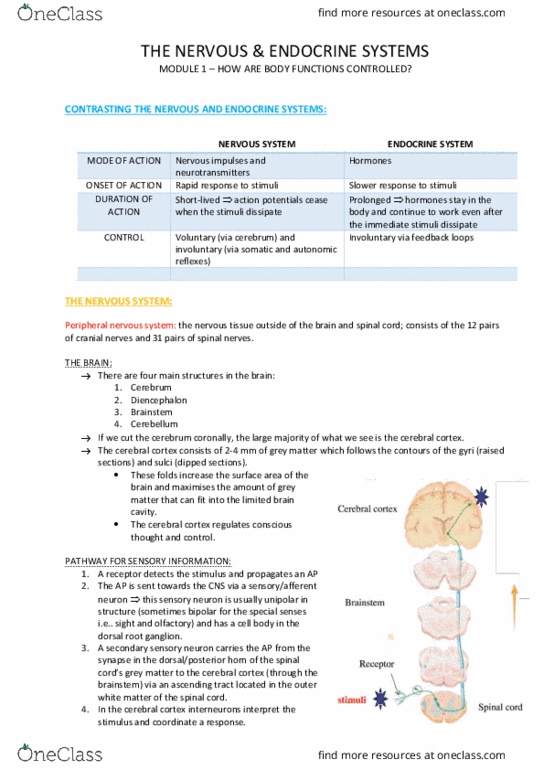 HUMB1001 Lecture Notes - Lecture 1: Special Senses, Cranial Nerves, Ovarian Follicle thumbnail