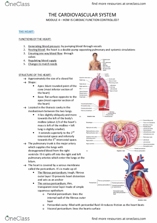 HUMB1001 Lecture Notes - Lecture 4: Coronary Sinus, Intercostal Space, Tetany thumbnail