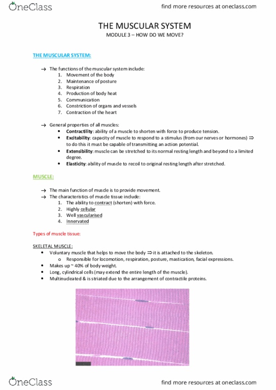 HUMB1001 Lecture Notes - Lecture 3: Myofilament, Skeletal Muscle, Motor Unit thumbnail