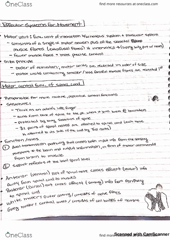 KINES 101 Lecture 9: Kines 101 efferent system thumbnail