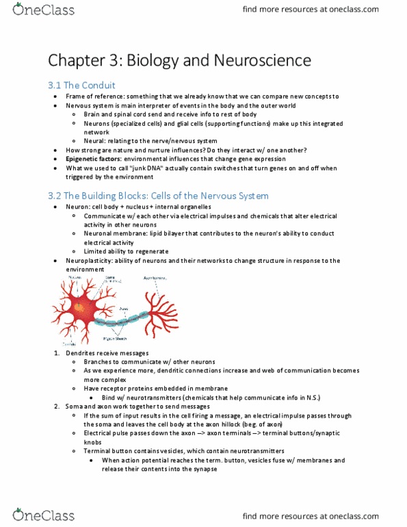 PSYC 100 Chapter Notes - Chapter 3: Axon Hillock, Axon Terminal, Neuroglia thumbnail