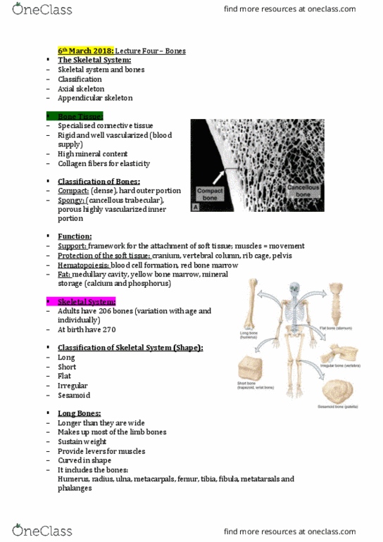 HLTH108 Lecture Notes - Lecture 5: Bone Marrow, Ear Canal, Nasal Concha thumbnail