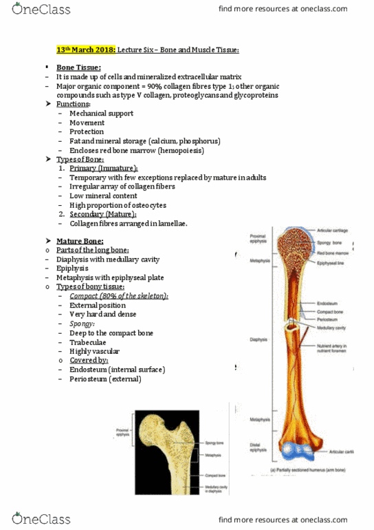 HLTH108 Lecture Notes - Lecture 7: Haversian Canal, Bone Marrow, Epiphyseal Plate thumbnail