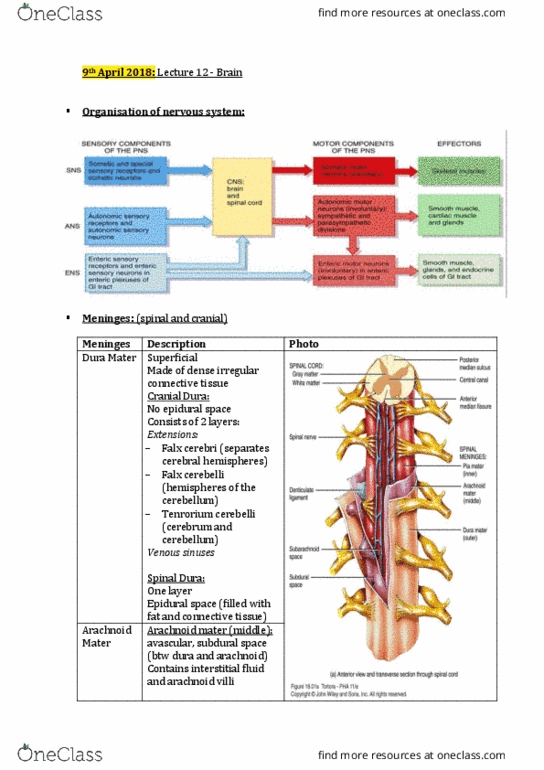 HLTH108 Lecture Notes - Lecture 12: Dense Irregular Connective Tissue, Falx Cerebri, Arachnoid Mater thumbnail