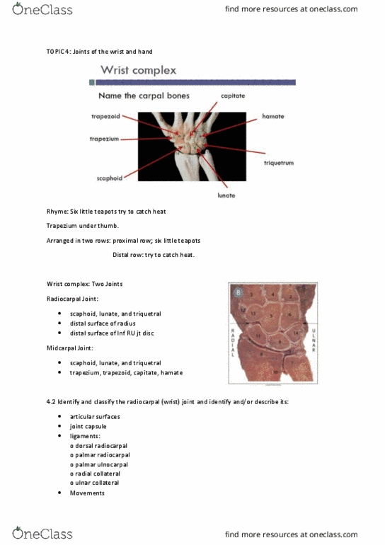 PHTY101 Lecture Notes - Lecture 4: Wrist, Midcarpal Joint, Triquetral Bone thumbnail