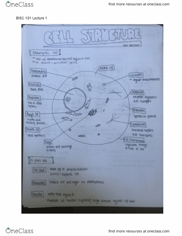 BISC 101 Lecture 1: Lecture 1 DRAWED OUT notes thumbnail