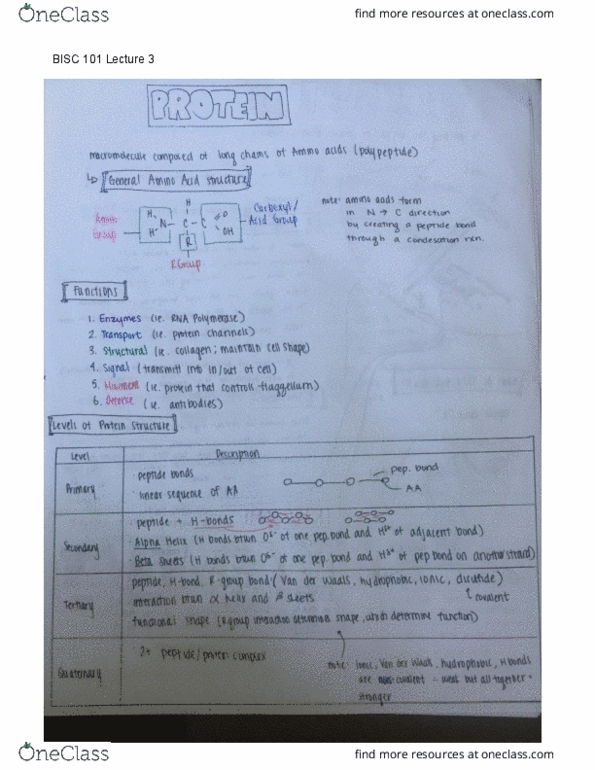 BISC 101 Lecture 3: DRAWN OUT NOTES thumbnail