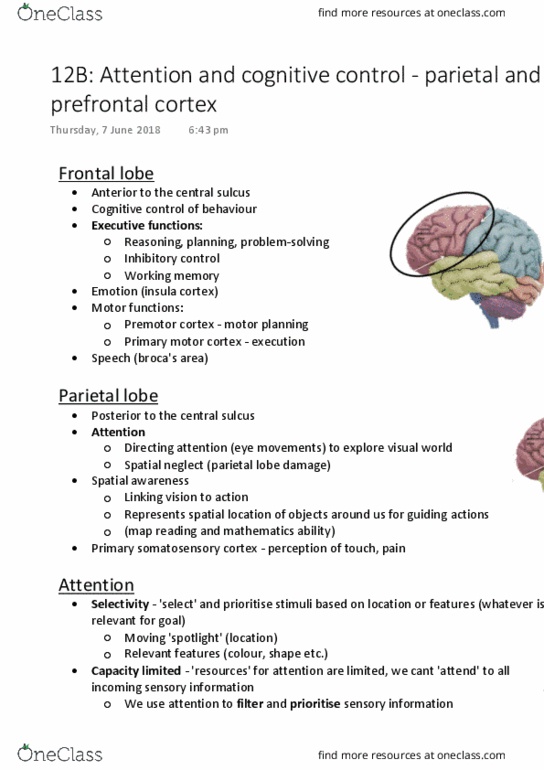 PSYC1020 Lecture Notes - Lecture 12: Postcentral Gyrus, Prefrontal Cortex, Primary Motor Cortex thumbnail