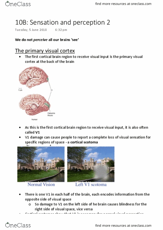 PSYC1020 Lecture Notes - Lecture 10: Visual Cortex, Scotoma, Experimental Psychology thumbnail