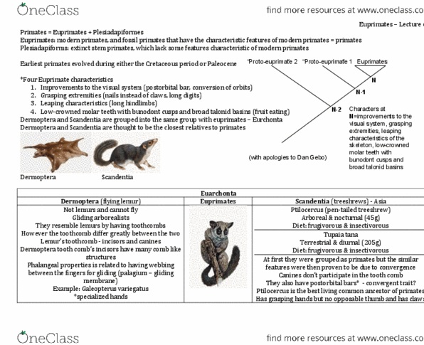 ANTC99H3 Lecture Notes - Lecture 6: Proceedings Of The National Academy Of Sciences Of The United States Of America, Herbivore, Large Treeshrew thumbnail