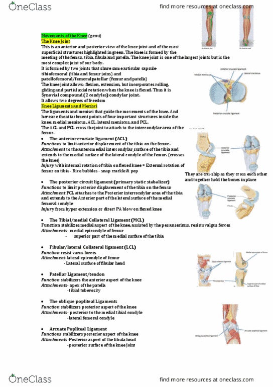 HUMB1002 Lecture Notes - Lecture 4: Anterior Cruciate Ligament Injury, Intercondylar Area, Lateral Condyle Of Femur thumbnail