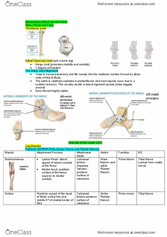 HUMB1002 Lecture Notes - Lecture 3: Sciatic Nerve, Lateral Condyle Of Tibia, Calcaneus thumbnail