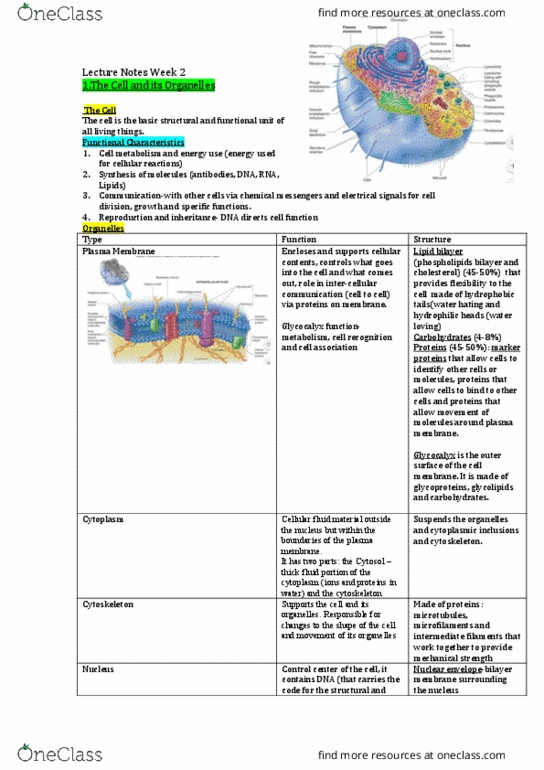 HUMB1000 Lecture Notes - Lecture 2: Lipid Bilayer, Cell Membrane, Intermediate Filament thumbnail