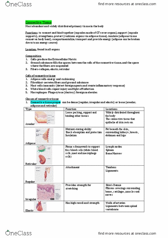 HUMB1000 Lecture Notes - Lecture 2: Adipose Tissue, Elastic Cartilage, Loose Connective Tissue thumbnail