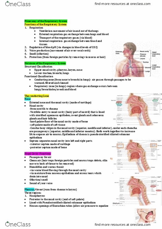 HUMB1000 Lecture Notes - Lecture 4: Stratified Squamous Epithelium, Nasal Cavity, Nasal Meatus thumbnail