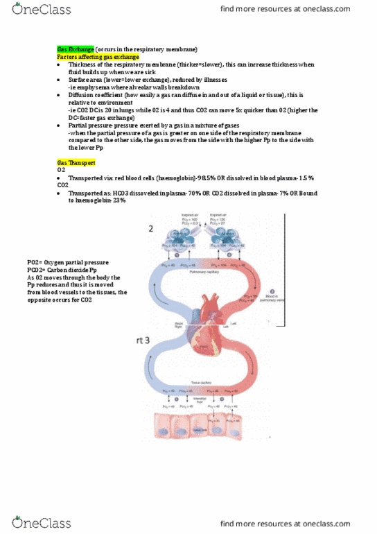 HUMB1000 Lecture Notes - Lecture 4: Mass Diffusivity, Partial Pressure, Hemoglobin thumbnail