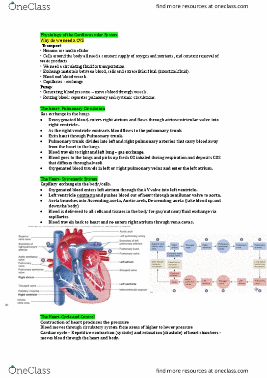 HUMB1000 Lecture Notes - Lecture 6: Heart Valve, Ascending Aorta, Pulmonary Vein thumbnail