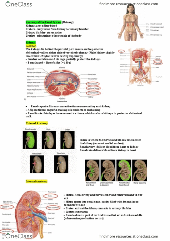 HUMB1000 Lecture Notes - Lecture 9: Loose Connective Tissue, Renal Capsule, Urinary Bladder thumbnail