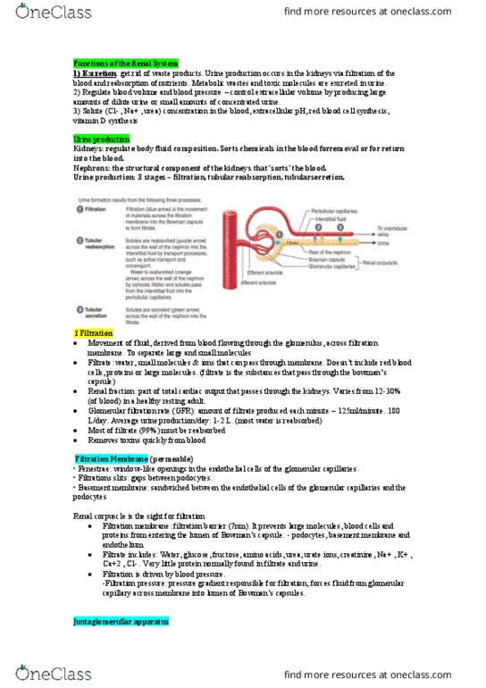 HUMB1000 Lecture Notes - Lecture 9: Renal Function, Renal Corpuscle, Red Blood Cell thumbnail