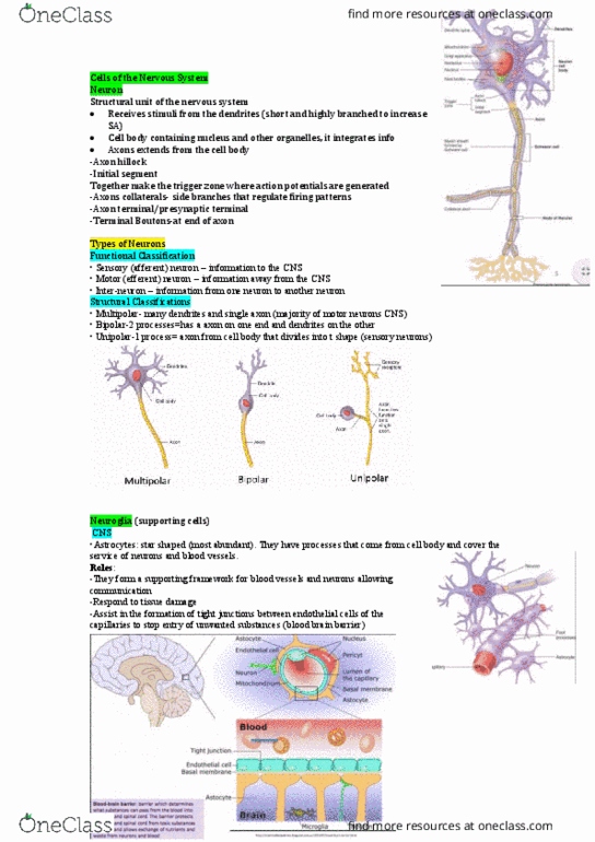HUMB1000 Lecture Notes - Lecture 11: Axon Hillock, Endothelium, Tight Junction thumbnail
