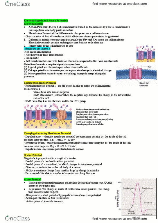 HUMB1000 Lecture Notes - Lecture 11: Action Potential, Membrane Potential, Neurotransmitter thumbnail