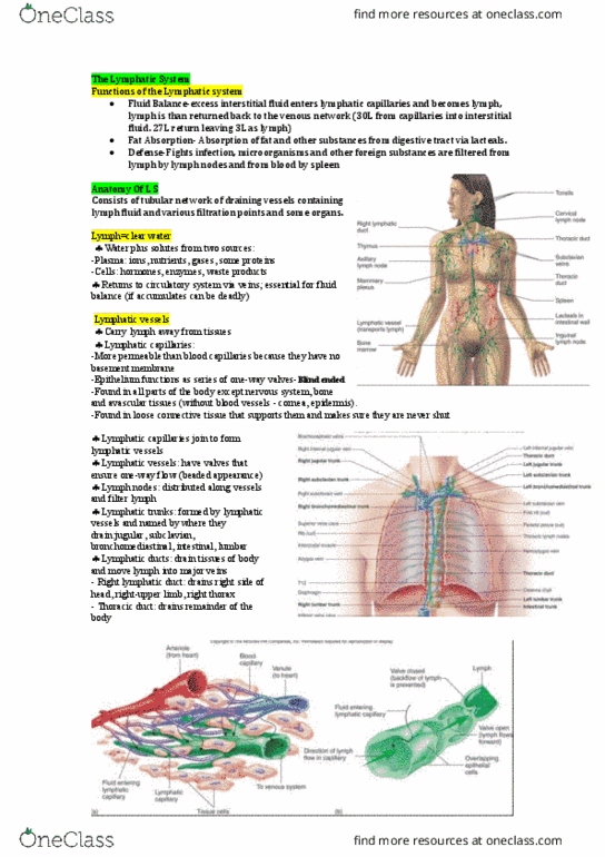HUMB1000 Lecture Notes - Lecture 13: Thoracic Duct, Loose Connective Tissue, Extracellular Fluid thumbnail