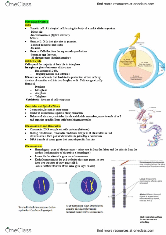 HUMB1000 Lecture Notes - Lecture 14: Dna Replication, Germ Cell, Somatic Cell thumbnail