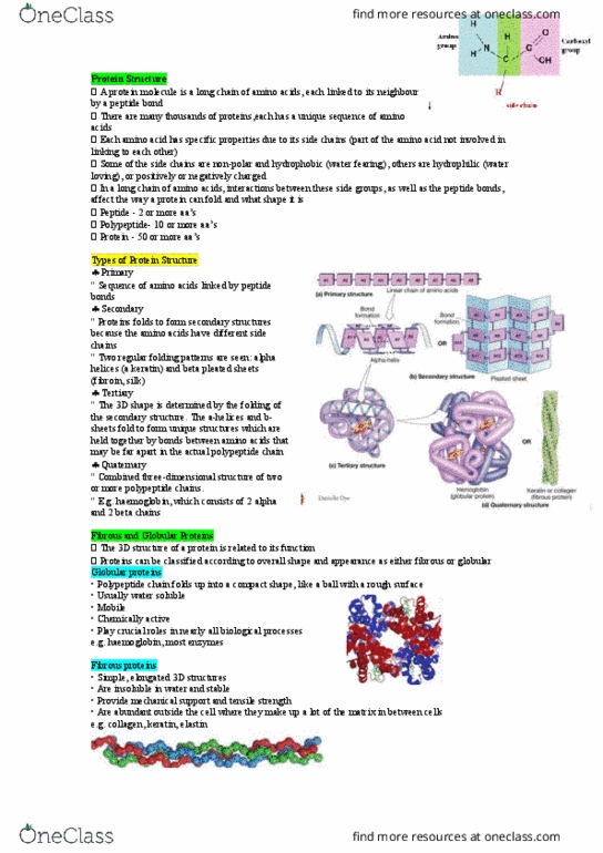 HUMB1000 Lecture Notes - Lecture 14: Beta Sheet, Alpha Helix, Ultimate Tensile Strength thumbnail