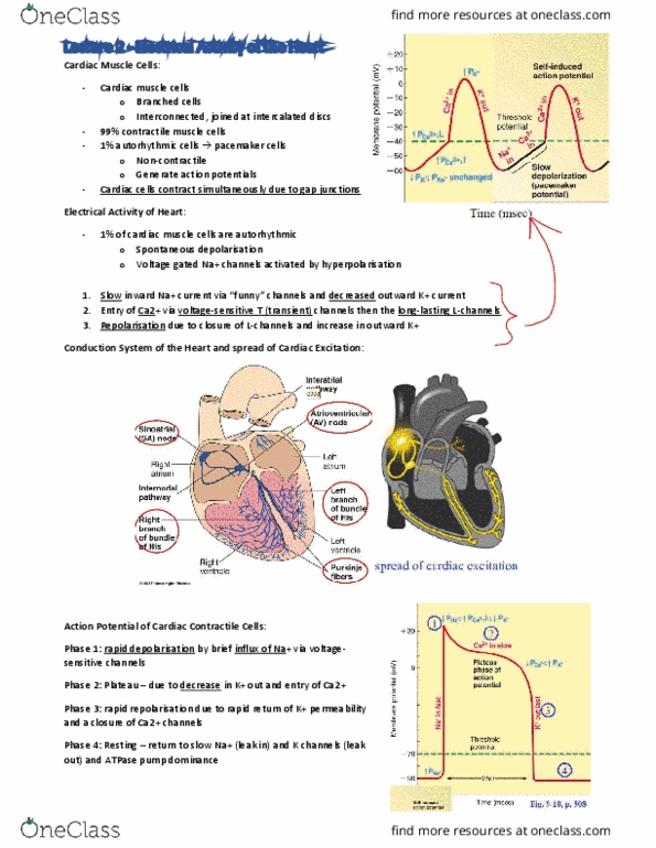 BIOM3010 Lecture Notes - Lecture 2: Cardiac Muscle, Depolarization, Action Potential thumbnail