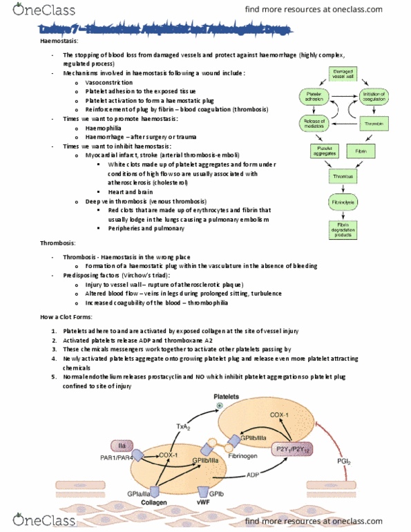 BIOM3010 Lecture Notes - Lecture 7: Deep Vein Thrombosis, Intracerebral Hemorrhage, Hemostasis thumbnail