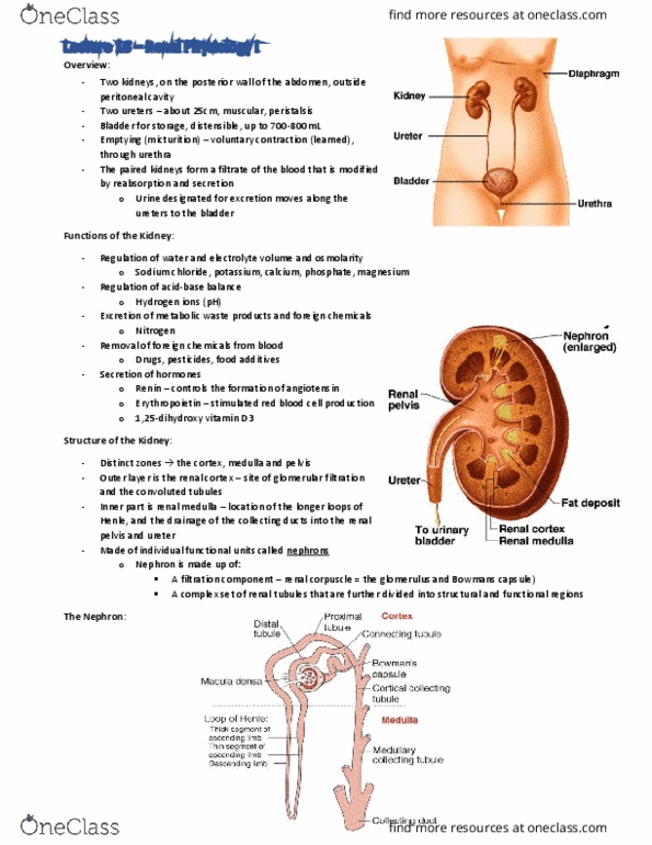BIOM3010 Lecture Notes - Lecture 16: Renal Corpuscle, Renal Function, Renal Cortex thumbnail