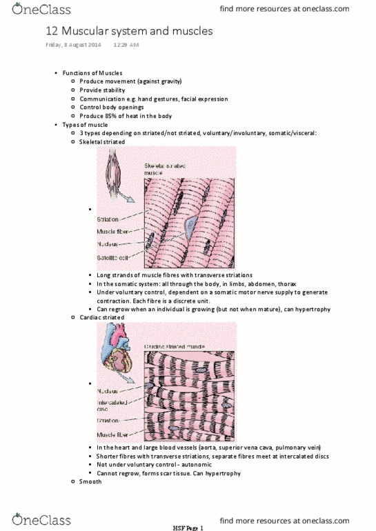 BIOM20002 Lecture Notes - Lecture 12: Skeletal Muscle, Superior Vena Cava, Myocyte thumbnail
