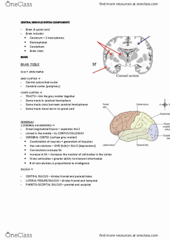 HUMB1004 Study Guide - Winter 2018, Final - Cerebral Cortex, Medial ...