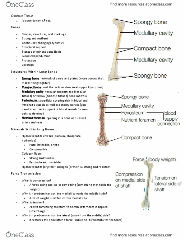 BIO210Y5 Chapter Notes - Chapter 1: Bone, Medullary Cavity, Hydroxylapatite thumbnail