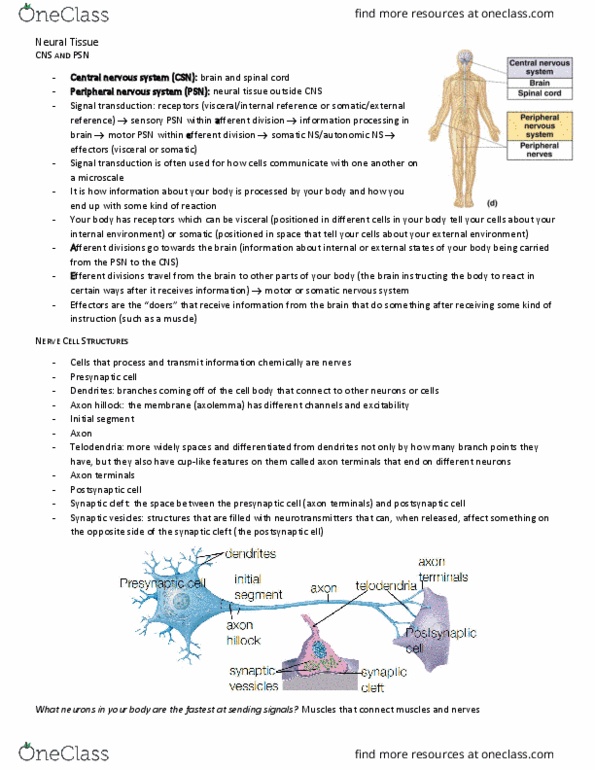 BIO210Y5 Chapter Notes - Chapter 3: Somatic Nervous System, Axon Hillock, Axon Terminal thumbnail