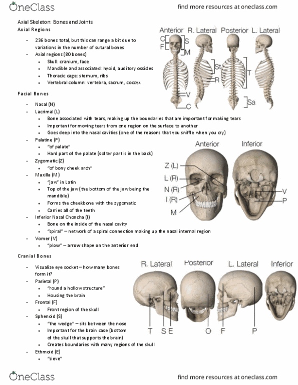 BIO210Y5 Chapter Notes - Chapter 8: Zygomatic Arch, Ossicles, Thoracic Cavity thumbnail