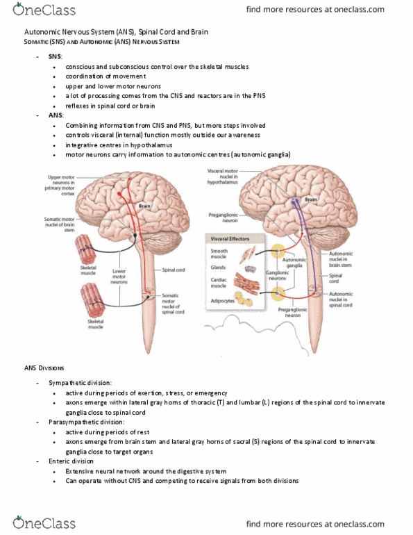 BIO210Y5 Chapter Notes - Chapter 12: Autonomic Nervous System, Motor Neuron, Skeletal Muscle thumbnail