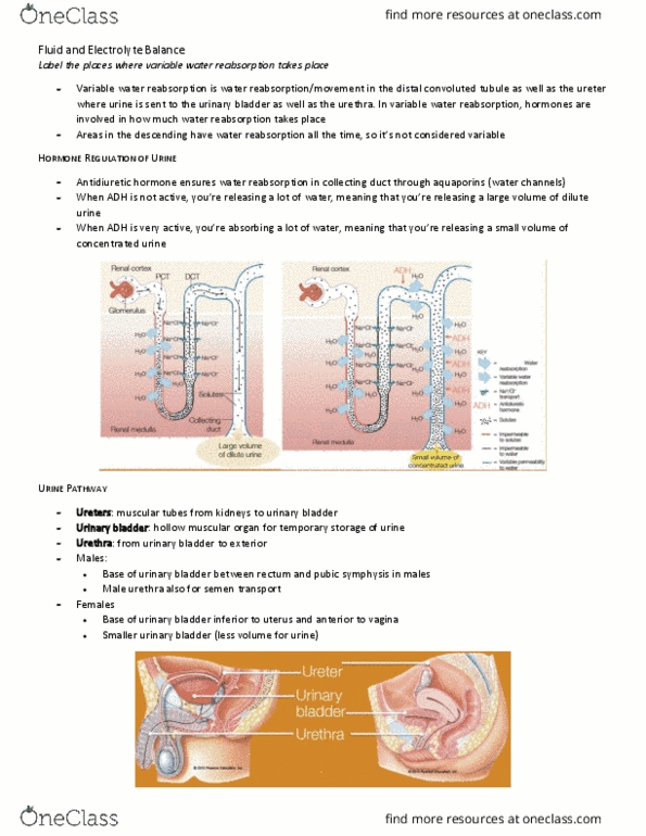 BIO210Y5 Chapter Notes - Chapter 15: Distal Convoluted Tubule, Urinary Bladder, Pubic Symphysis thumbnail