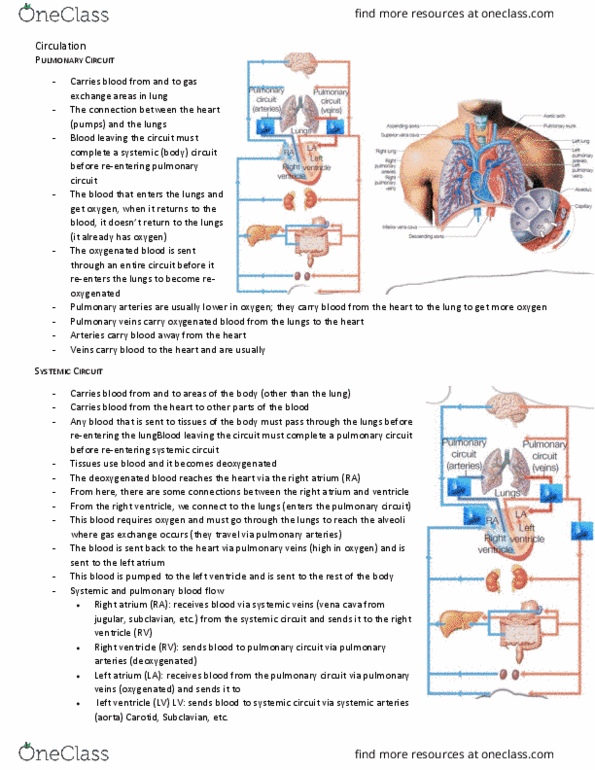 BIO210Y5 Chapter Notes - Chapter 20: Pulmonary Circulation, Pulmonary Vein, Pulmonary Artery thumbnail