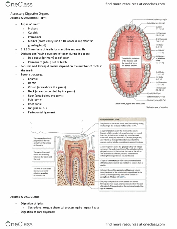 BIO210Y5 Chapter Notes - Chapter 22: Periodontal Fiber, Diphyodont, Root Canal thumbnail
