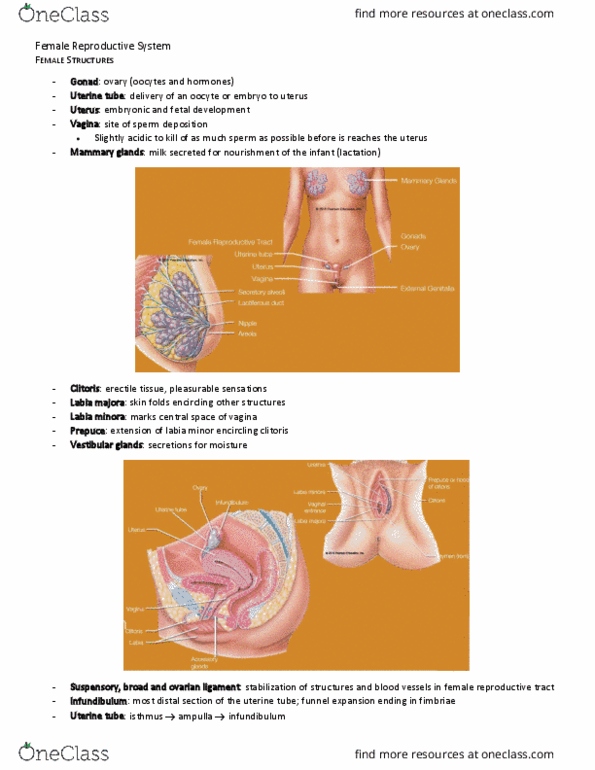 BIO210Y5 Chapter Notes - Chapter 16: Labia Majora, Fallopian Tube, Ovarian Ligament thumbnail