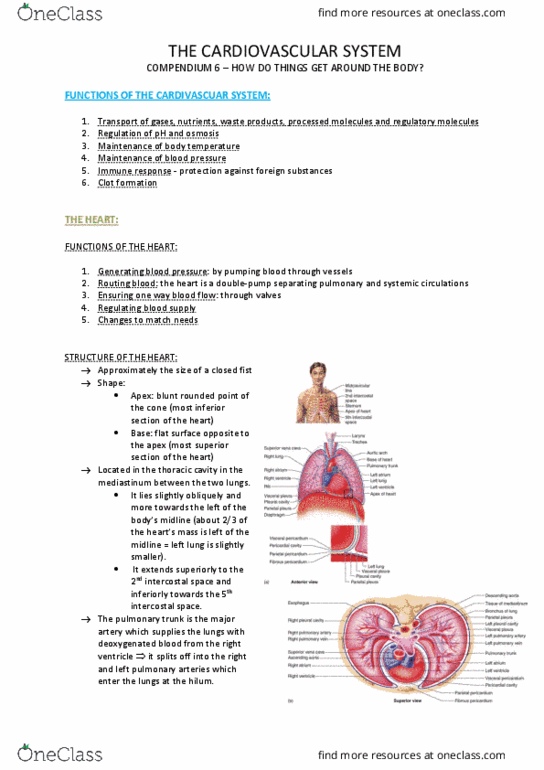 HUMB1000 Lecture Notes - Lecture 6: Superior Vena Cava, Pulmonary Vein, Pulmonary Artery thumbnail
