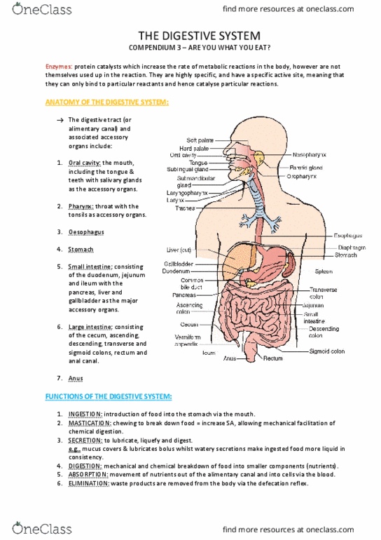 HUMB1000 Lecture Notes - Lecture 3: Lesser Omentum, Gastrointestinal Tract, Abdominal Cavity thumbnail
