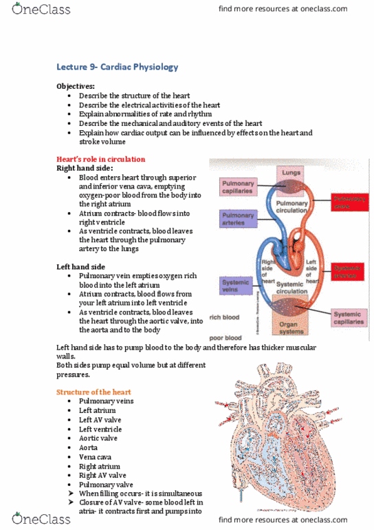 DASC20010 Lecture Notes - Lecture 9: Pulmonary Valve, Aortic Valve, Sinoatrial Node thumbnail