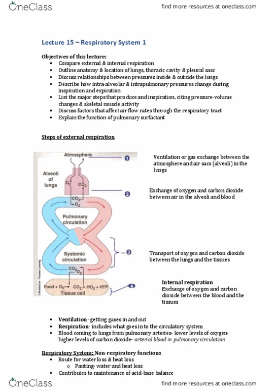 DASC20010 Lecture Notes - Lecture 15: Pulmonary Surfactant, Pulmonary Artery, Pleural Cavity thumbnail