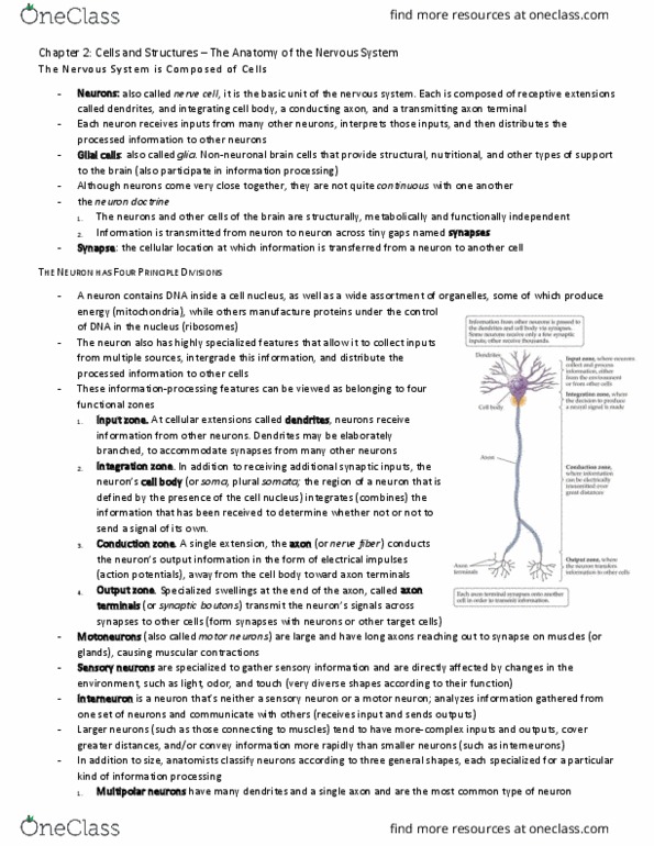 PSY290H5 Chapter Notes - Chapter 2: Axon Terminal, Sensory Neuron, Motor Neuron thumbnail